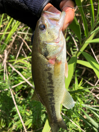 ラージマウスバスの釣果