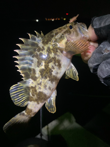 タケノコメバルの釣果