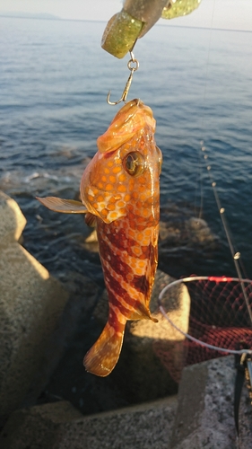 アコウの釣果