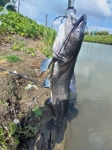 ナマズの釣果