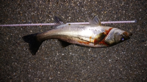 セイゴ（マルスズキ）の釣果