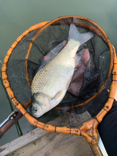 ヘラブナの釣果