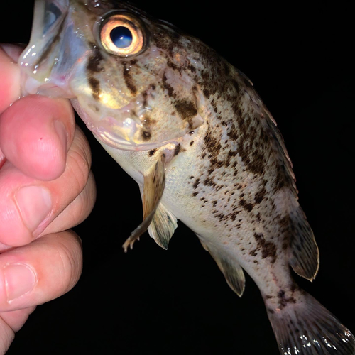 クロソイの釣果