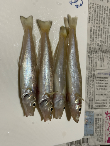 キスの釣果