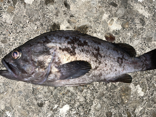 クロソイの釣果