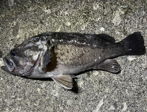 クロソイの釣果