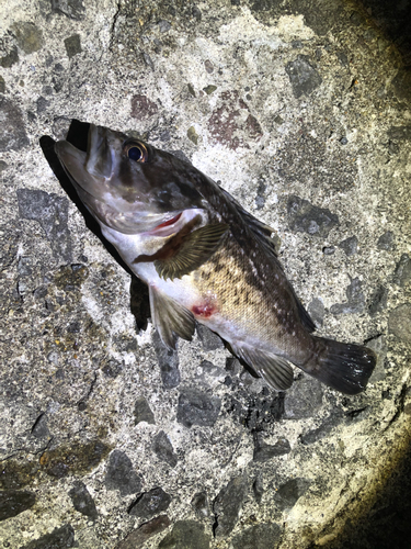 ソイの釣果