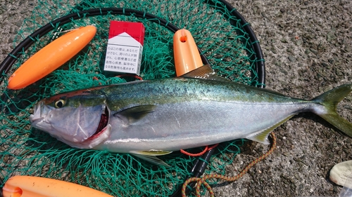 ヤズの釣果