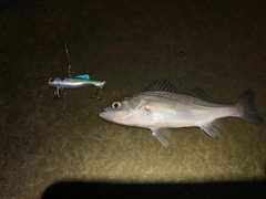 セイゴ（マルスズキ）の釣果