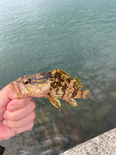 タケノコメバルの釣果