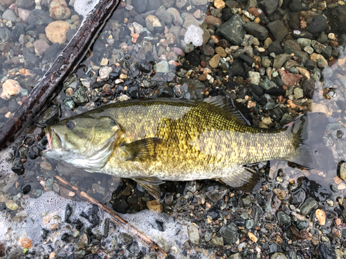 スモールマウスバスの釣果