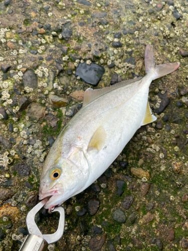 ショゴの釣果