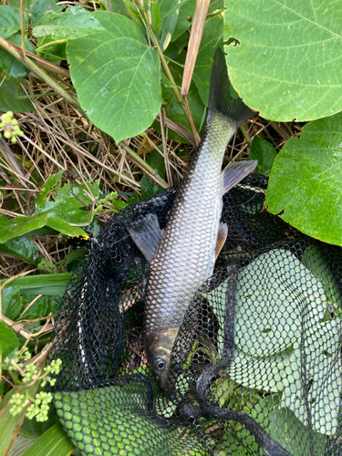 ニゴイの釣果