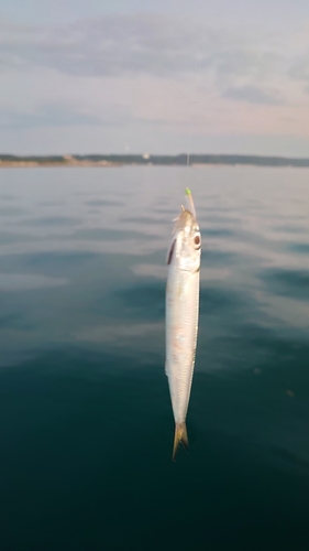 イワシの釣果