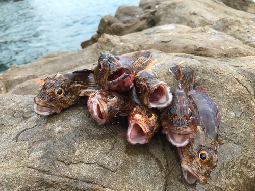 カサゴの釣果