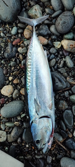 マルソウダの釣果