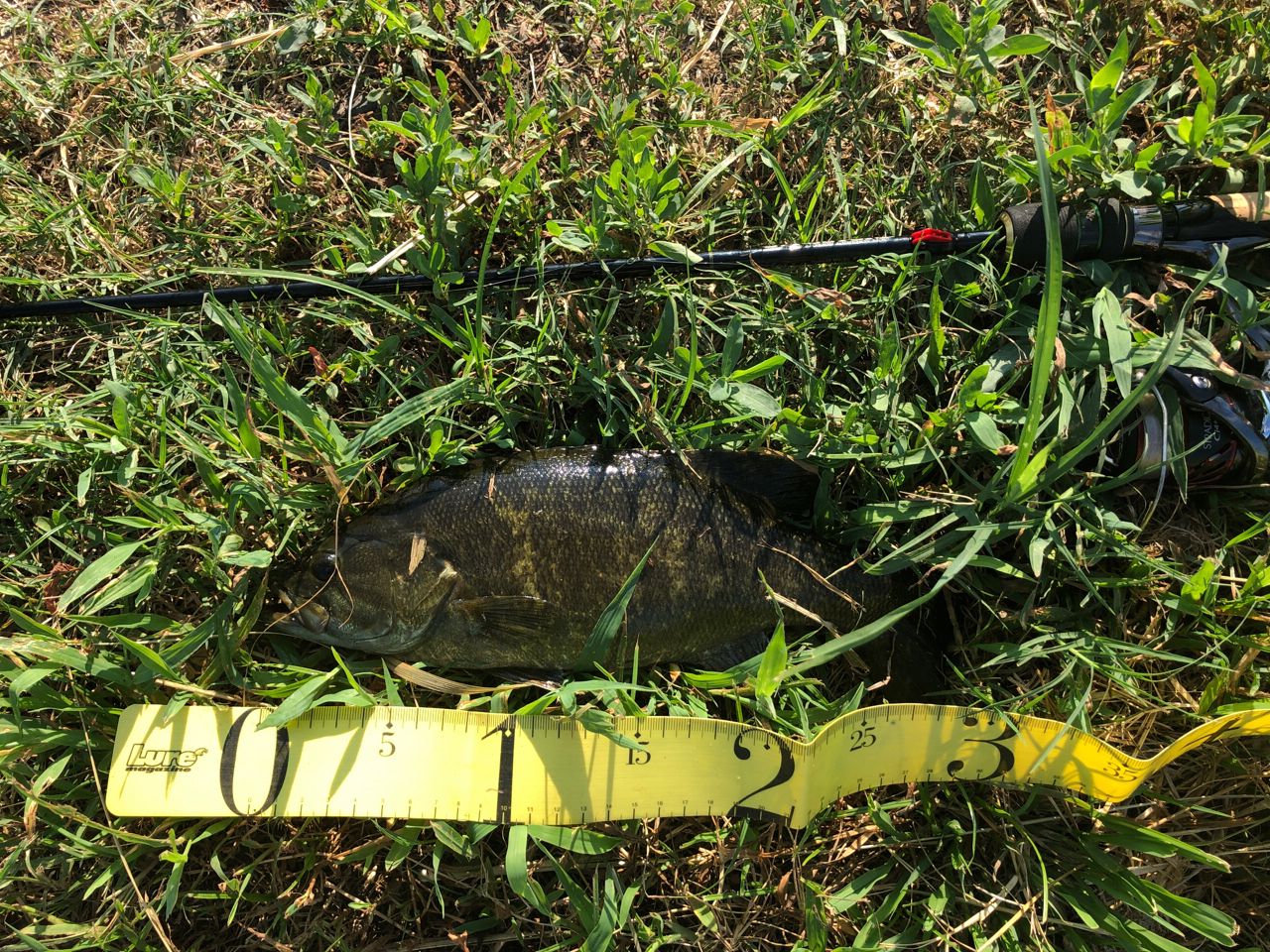 スモールマウスバス