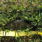 スモールマウスバス