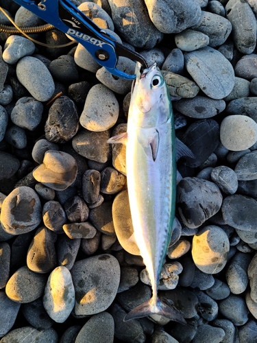 タチウオの釣果