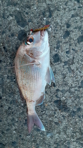 タイの釣果