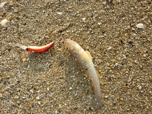 ハゼの釣果