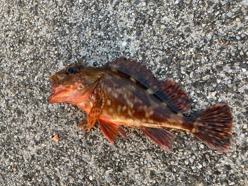 カサゴの釣果