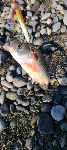 コノシロの釣果