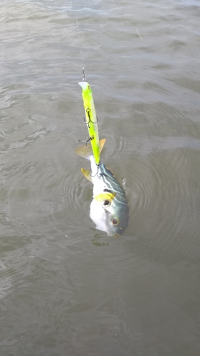 シマフグの釣果