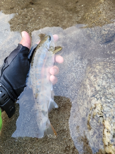 アマゴの釣果