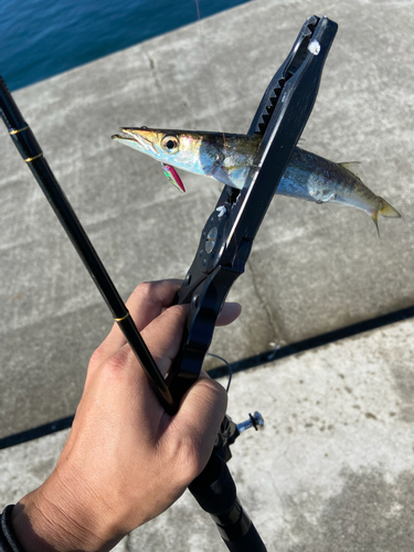 カマスの釣果