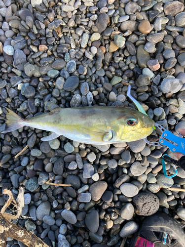 シロサバフグの釣果