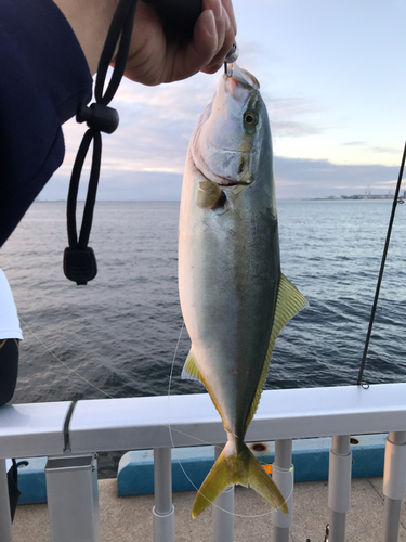 シイラの釣果