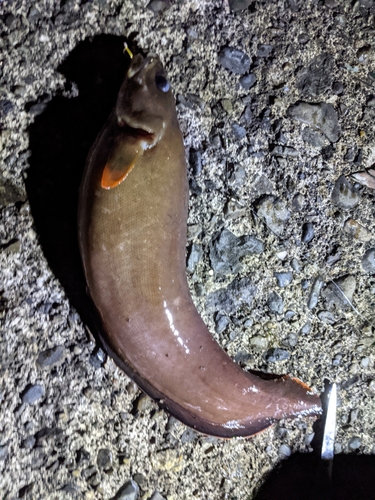 イタチウオの釣果