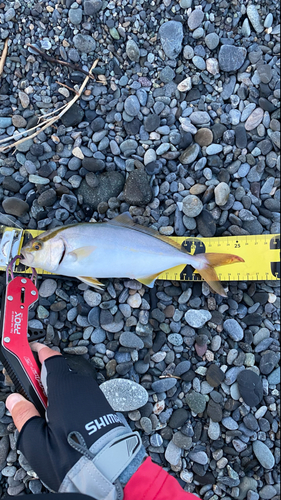 ショゴの釣果