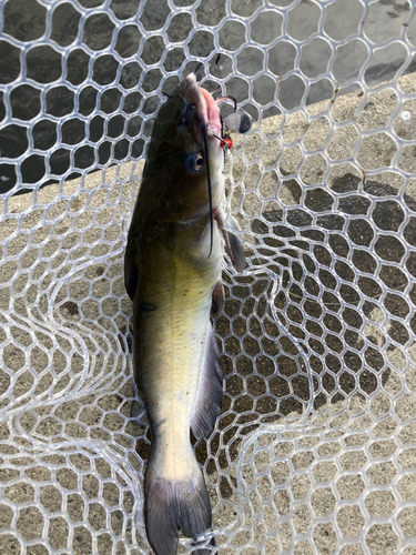 アメリカナマズの釣果