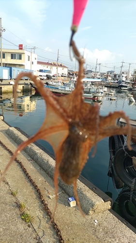 タコの釣果