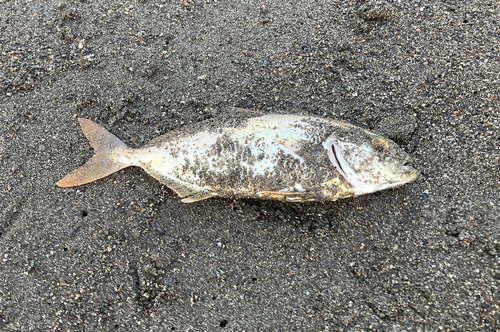 ショゴの釣果