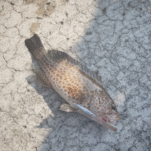 オオモンハタの釣果