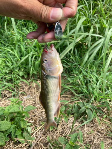 ハスの釣果