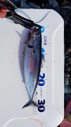 ソウダガツオの釣果
