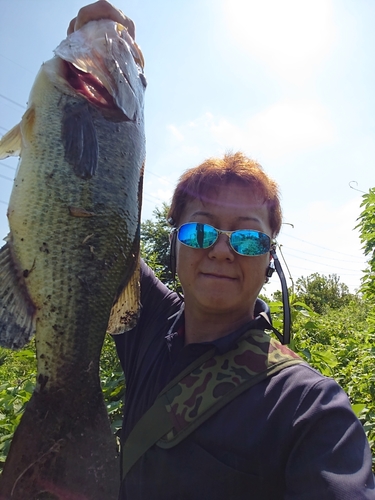 ブラックバスの釣果