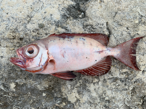 ホウセキキントキの釣果