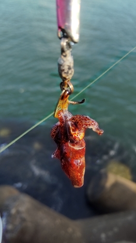 イカの釣果