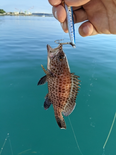 オオモンハタの釣果