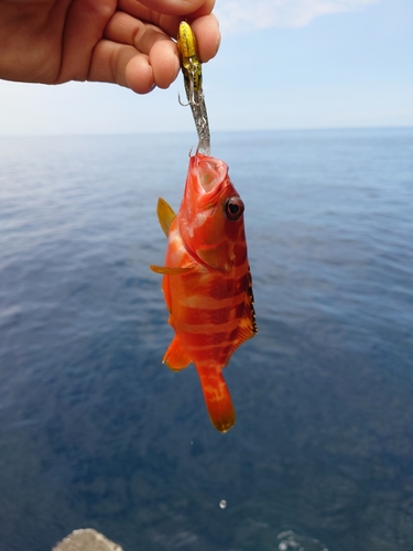 アカハタの釣果