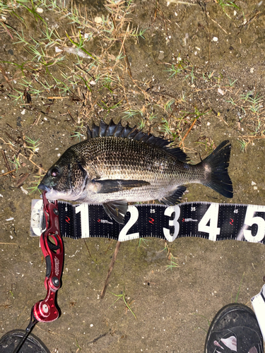 クロダイの釣果