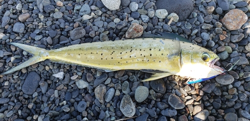 シイラの釣果