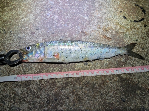 イワシの釣果