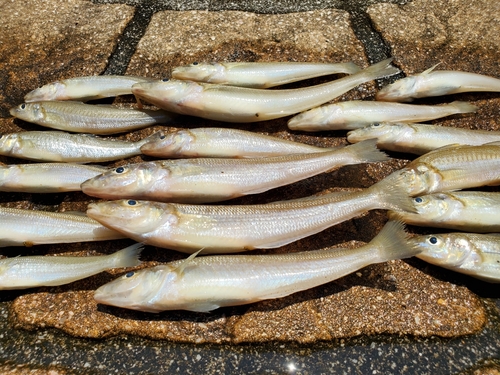 キスの釣果