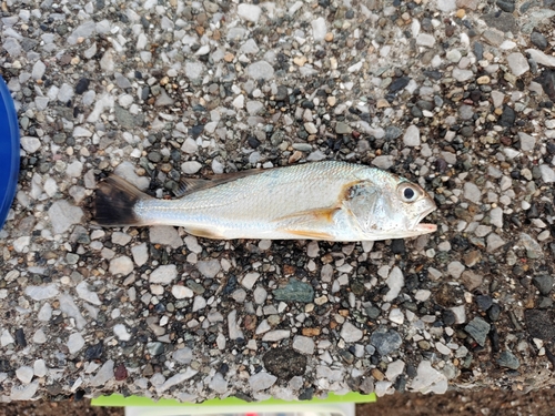 イシモチの釣果